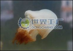 供應海蜇苗價格_供應海蜇苗廠家_世界工廠網產品信息庫