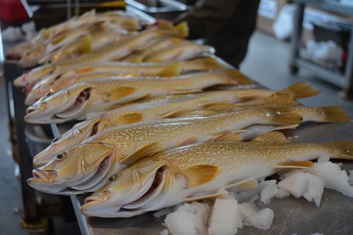 海產品食材鱈魚魚品 攝影圖