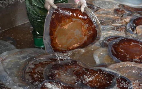 海蜇入侵上海杭州多家熱電廠,已集中焚燒數百噸,吃貨們不干了