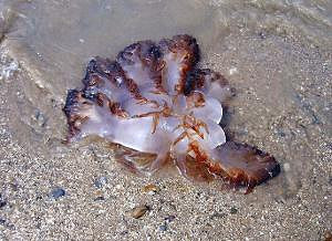 海蜇是水母嗎?海蜇的營養(yǎng)價(jià)值有哪些?