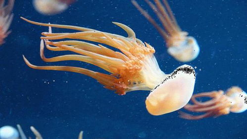 進(jìn)化是保守的 科學(xué)家嘗試 重建 地球上最早的動(dòng)物的染色體