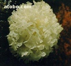 【海蜇皮、大連海蜇、大連海蜇皮】1,價格,廠家,圖片,供應商,其他水產及制品,大連水源海產品 - 產品庫 - 阿土伯交易網