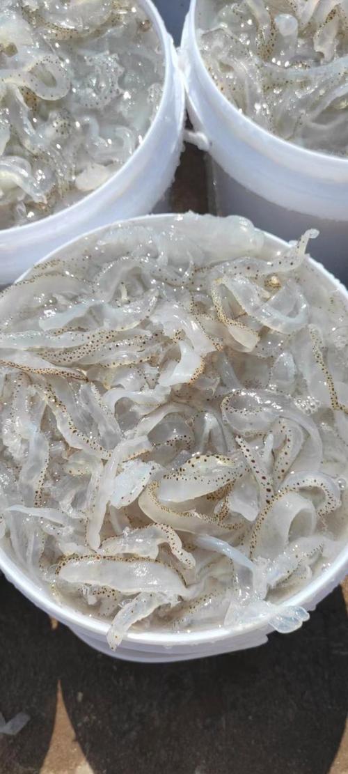 廣西防城港防城區海蜇 3.00元/斤海蜇