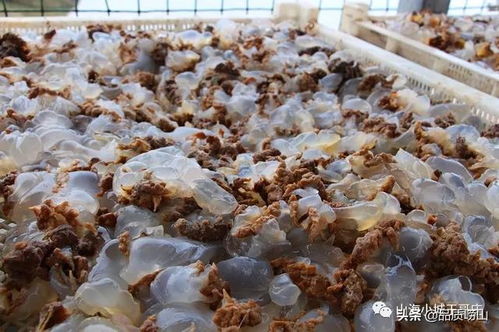 王哥莊街道黃山社區海蜇美食節開幕