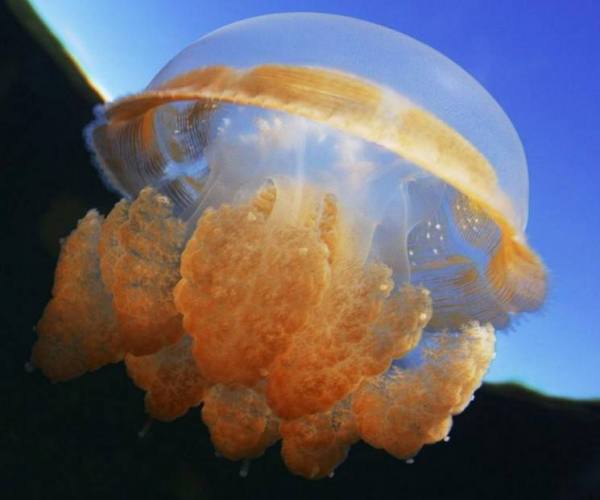 關于海蜇你不知道的事 海蜇的食用知識與趣聞