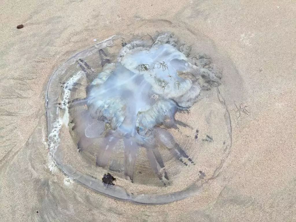 海蜇傷人！去海邊帶肥皂，關鍵時刻能救命