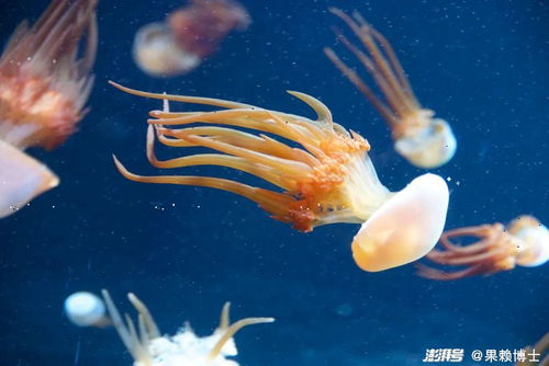 海蜇沒有眼睛，它們是如何感知世界的？