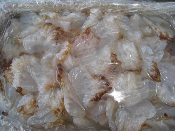 海蜇貿(mào)易準入國及品鑒指南 已獲輸華資格的國家與產(chǎn)品詳解